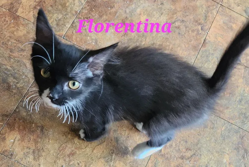 Florentina thumbnail 2