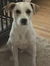 Kirkland thumbnail 3