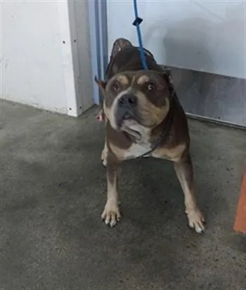 An adult large-sized female American Staffordshire Terrier dog named Felicity for adoption in Fort Lauderdale, FL
