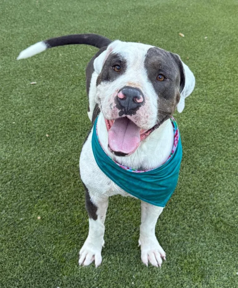 An adult large-sized male Pit Bull Terrier dog named Kilo for adoption in San Antonio, TX