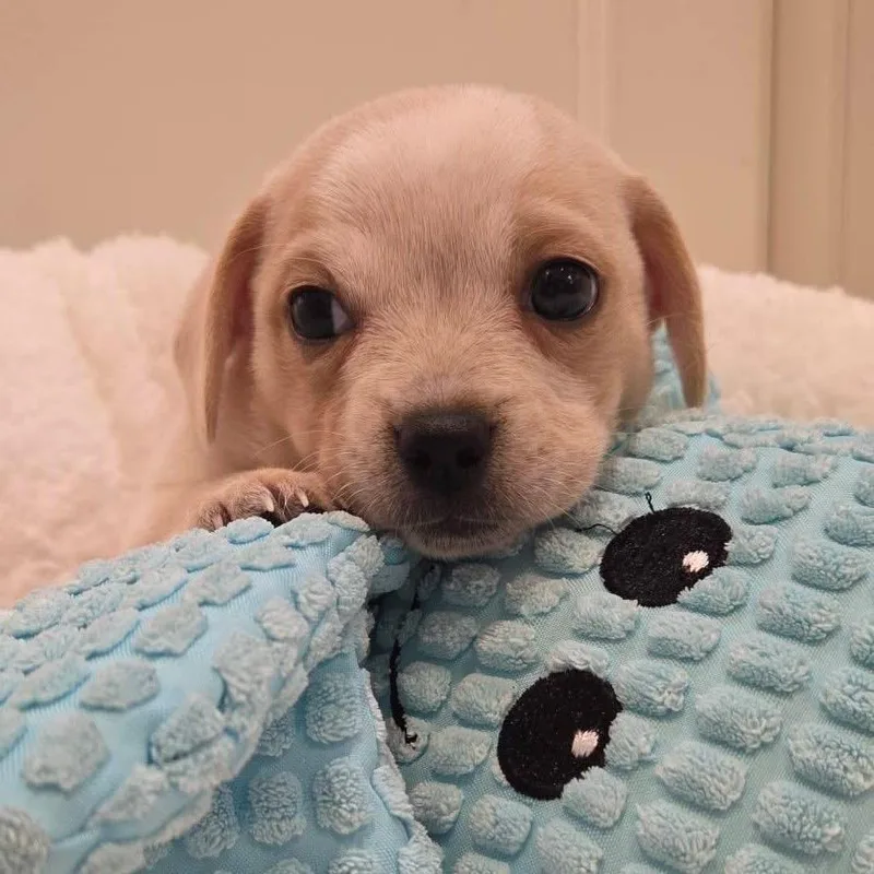 A baby medium-sized male Mixed Breed dog named Tater for adoption in Allen, TX