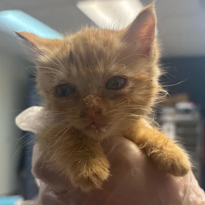 A baby small-sized male Orange / Red Domestic Short Hair cat named Rusty for adoption in Newark, NJ