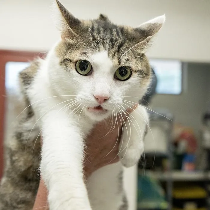 An adult medium-sized male Tabby (Brown / Chocolate) Domestic Short Hair cat named Ash for adoption in Slidell, LA