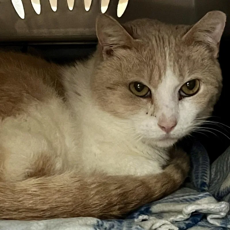 An adult medium-sized male Buff / Tan / Fawn Domestic Short Hair cat named Pryce for adoption in Concord, NH