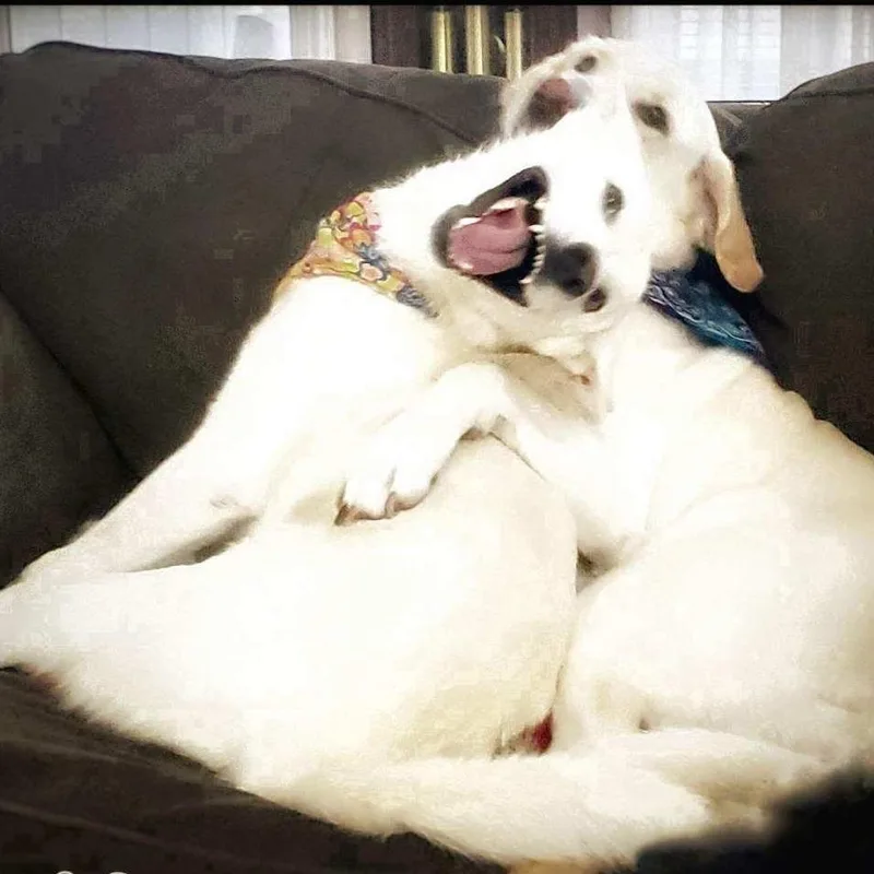 An adult medium-sized female White / Cream Shepherd dog named Blanquita for adoption in San Antonio, TX