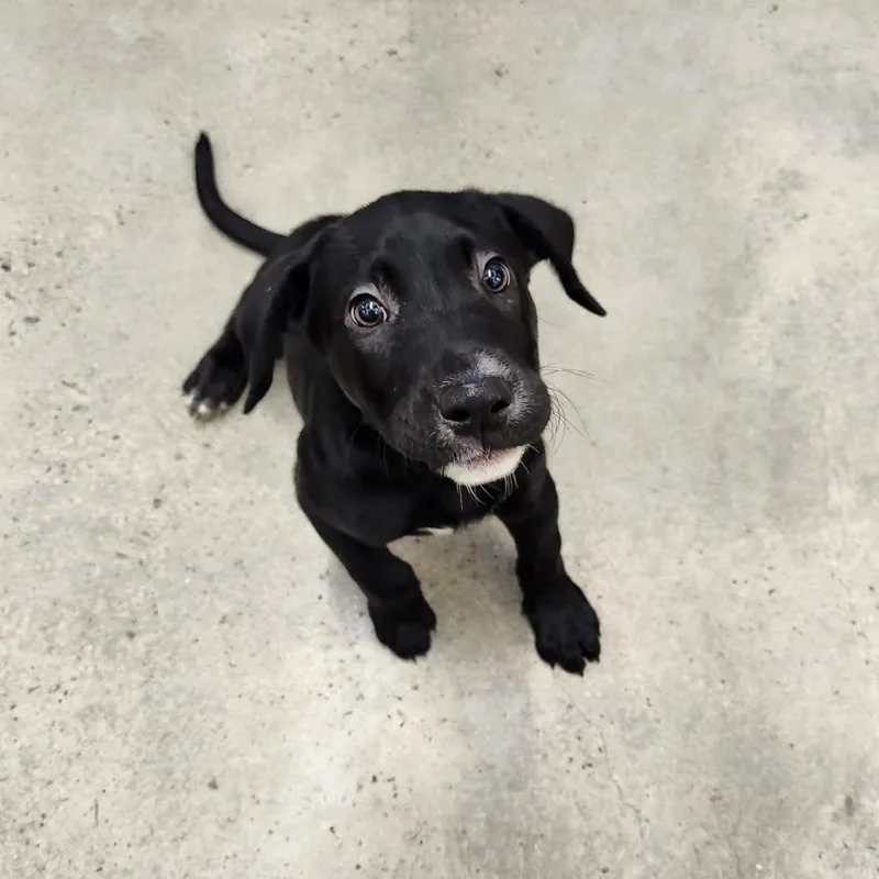 A baby medium-sized male Black Retriever dog named Gnome for adoption in New Rochelle, NY