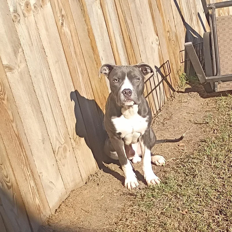 A young large-sized male Great Dane dog named Journey for adoption in Salisbury, MD