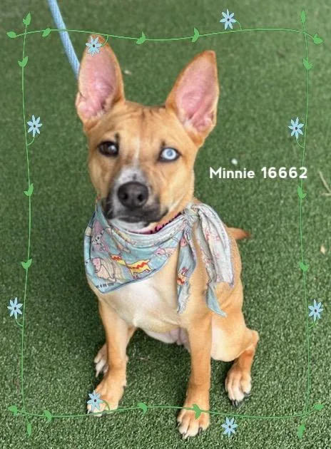 A young medium-sized female Brown / Chocolate Chihuahua dog named Minniebirky for adoption in Marietta, GA