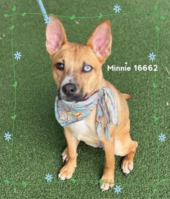Minniebirky thumbnail 4