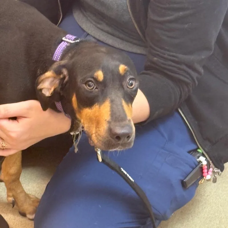 A young medium-sized male Black Doberman Pinscher dog named Caillou for adoption in West Palm Beach, FL