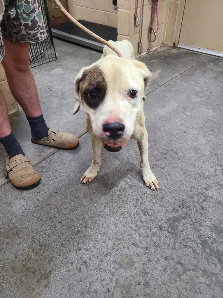 An adult medium-sized male Pit Bull Terrier dog named Marshall for adoption in Swainsboro, GA