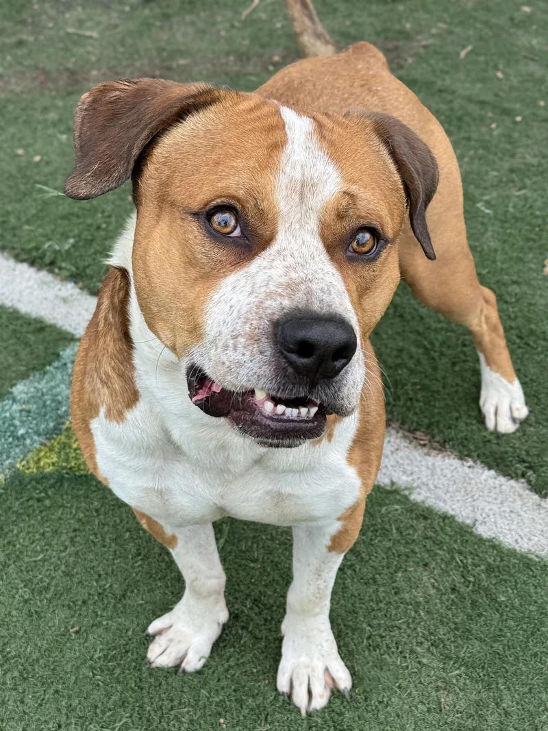 An adult large-sized male White / Cream Pit Bull Terrier dog named Nyke Air for adoption in Anderson, IN