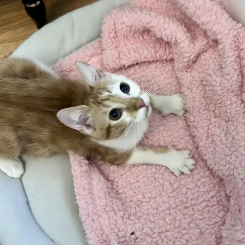 A baby small-sized female Orange / Red Domestic Short Hair cat named Hage for adoption in Westminster, CA