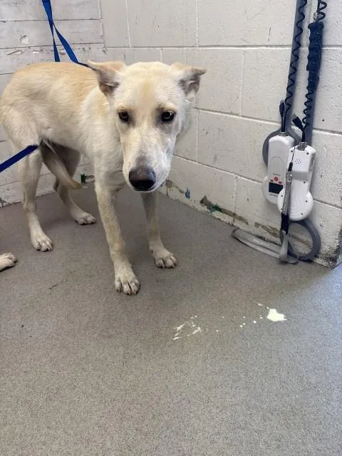 A young medium-sized female Siberian Husky dog named Lena for adoption in San Bernardino, CA