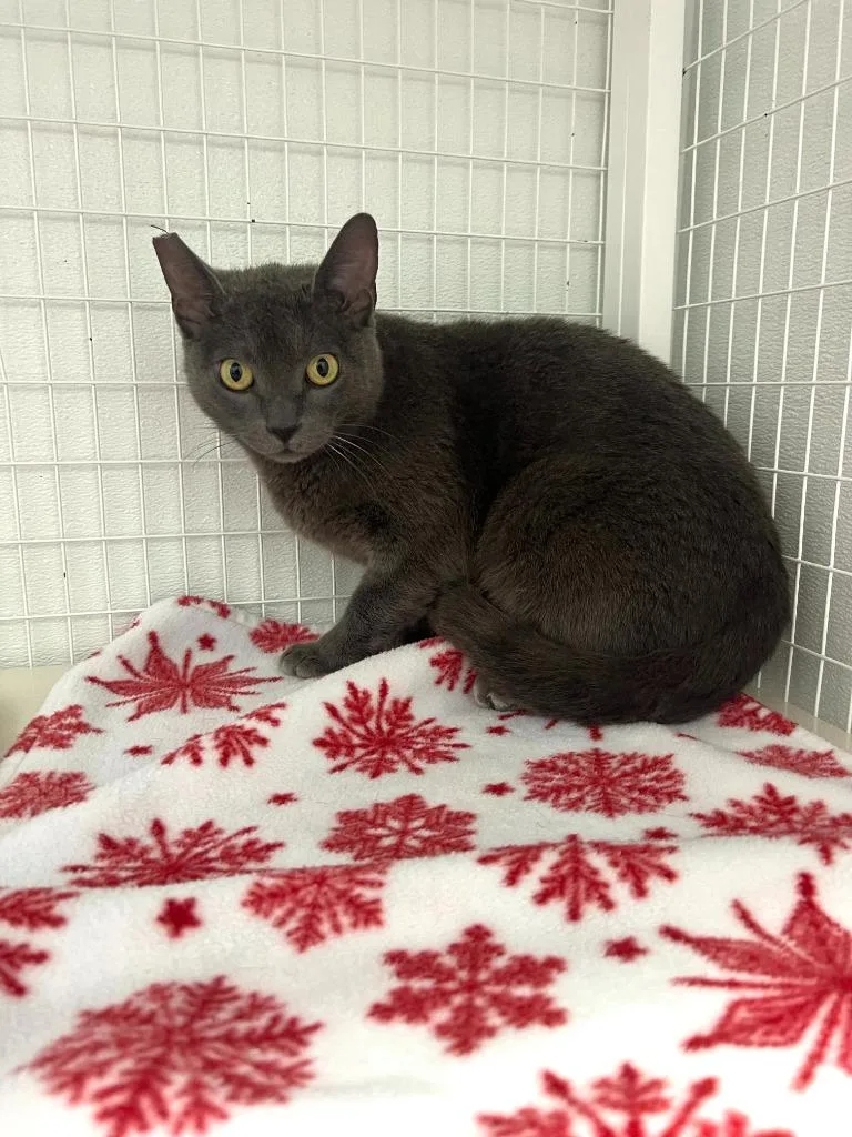 A young medium-sized female Domestic Short Hair cat named Hazel for adoption in Brookings, OR