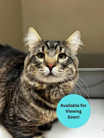 An adult large-sized male Domestic Medium Hair cat named Mj for adoption in Kalispell, MT