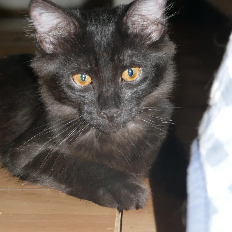 Rufus