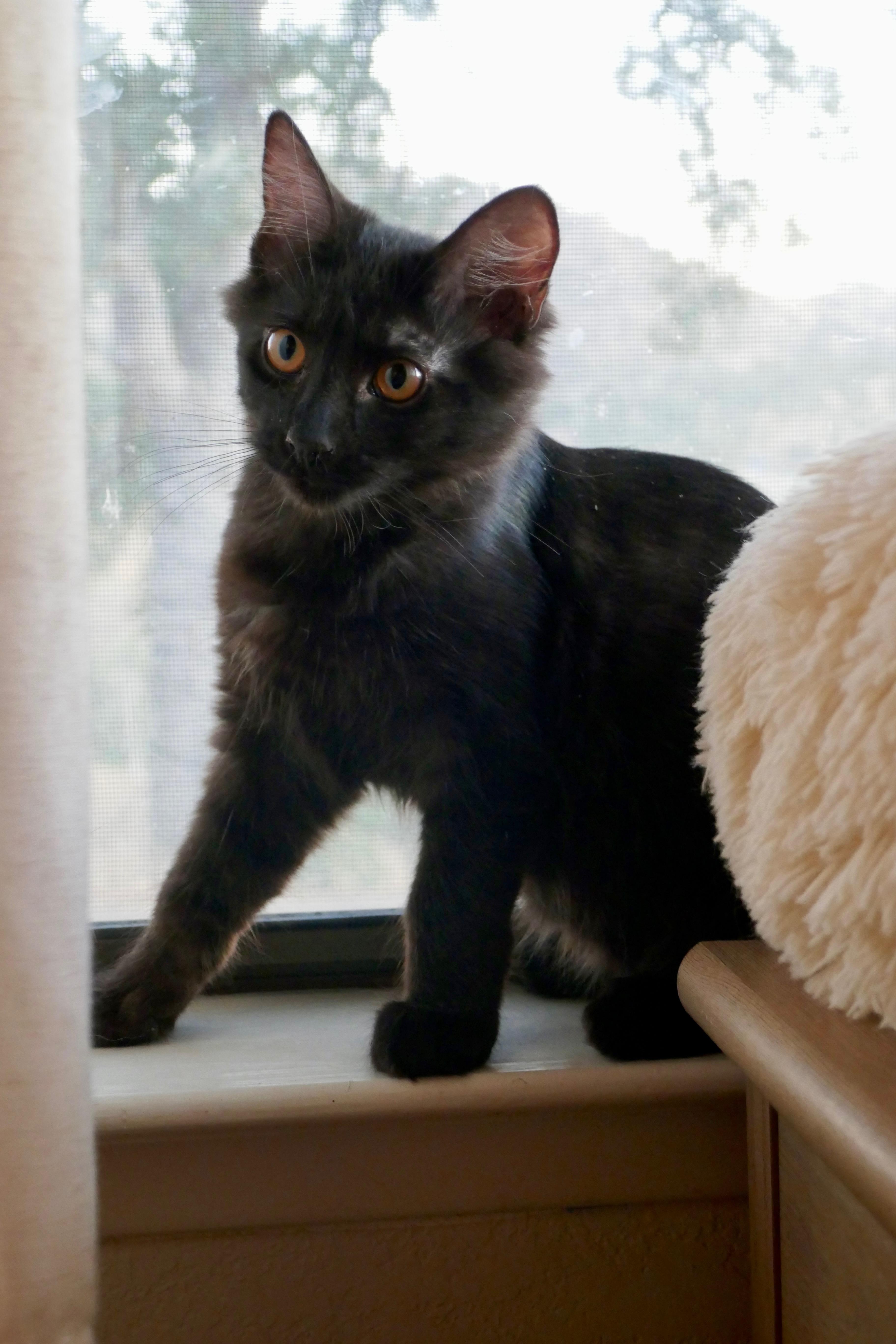 Rufus thumbnail 2