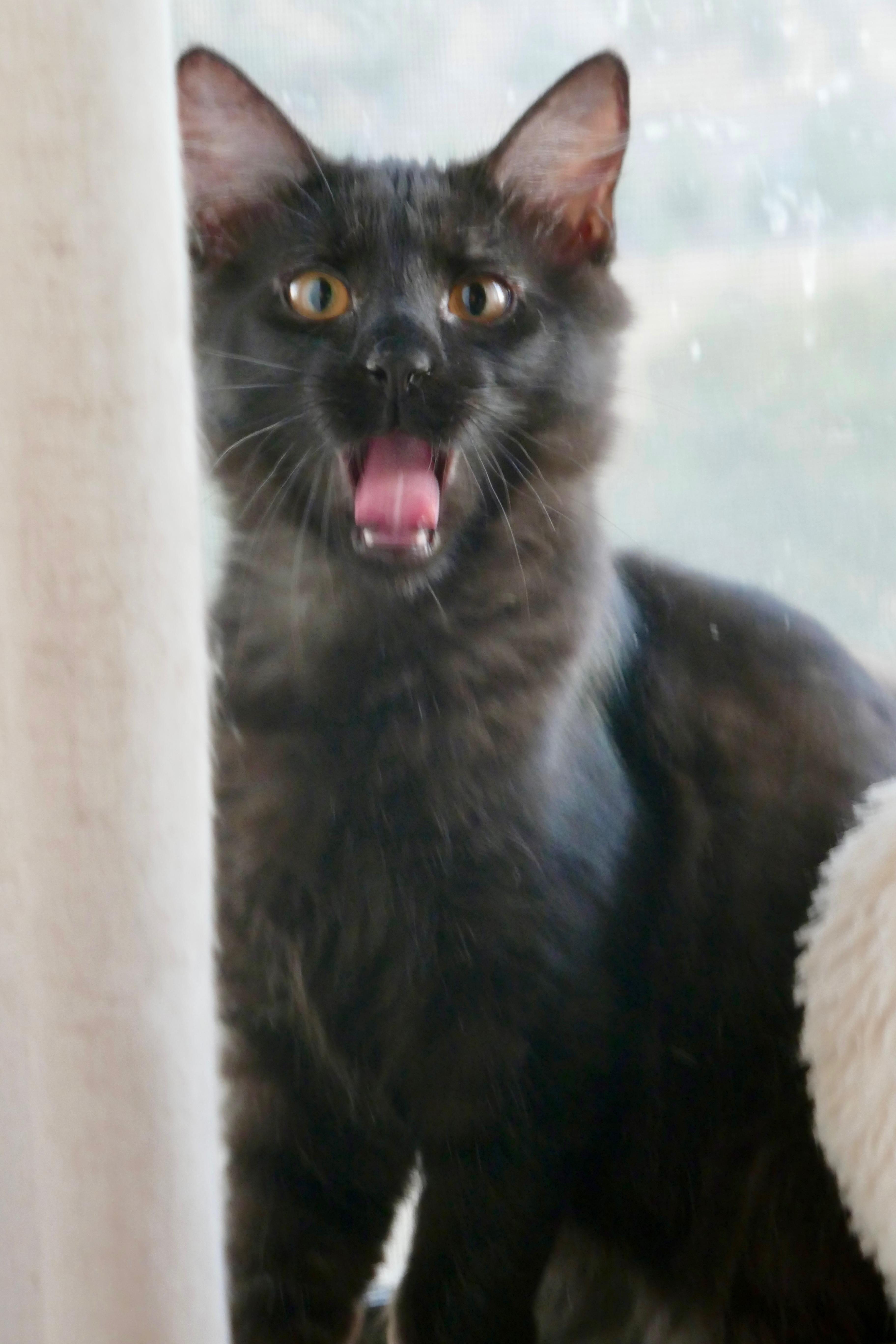 Rufus thumbnail 3