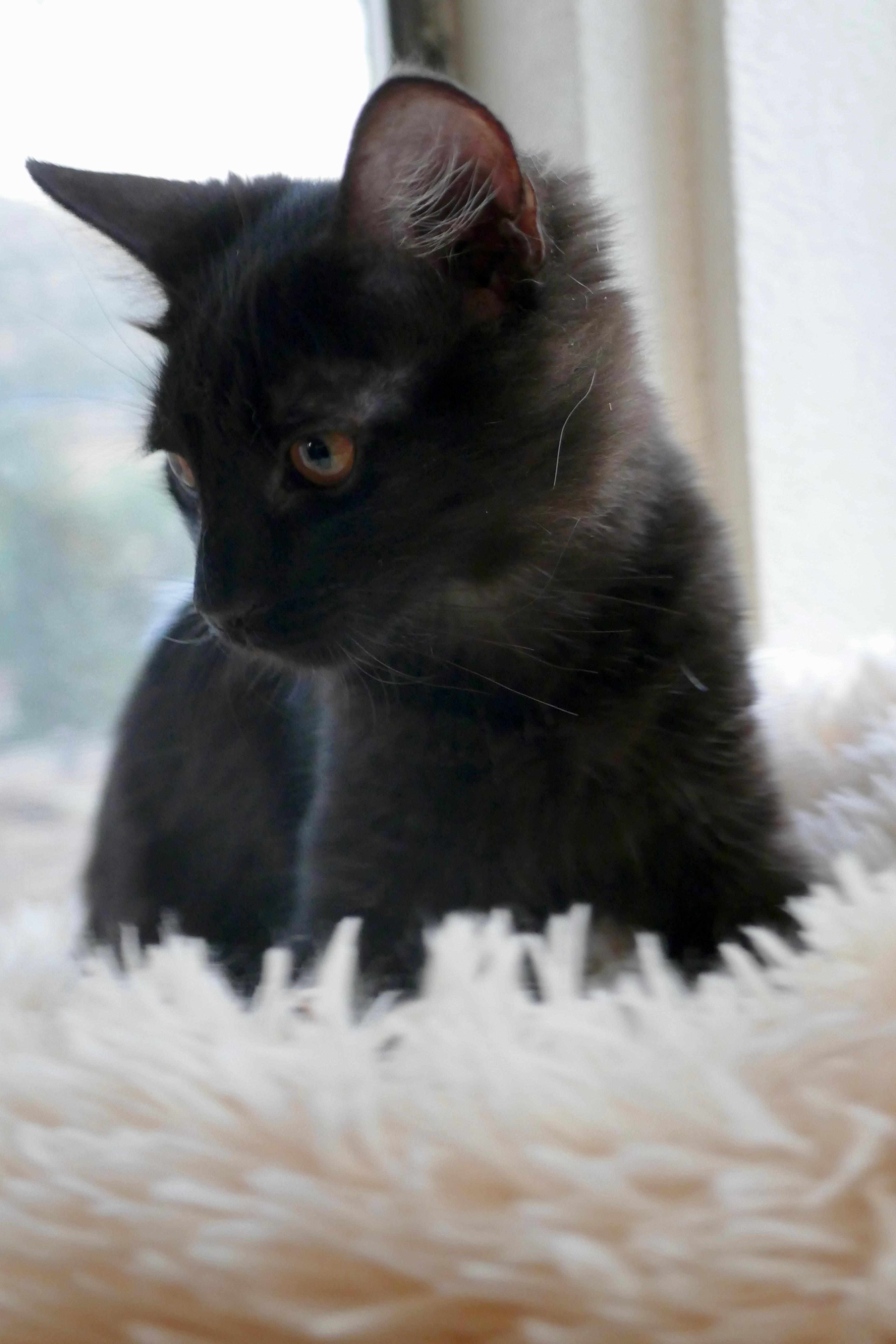 Rufus thumbnail 4