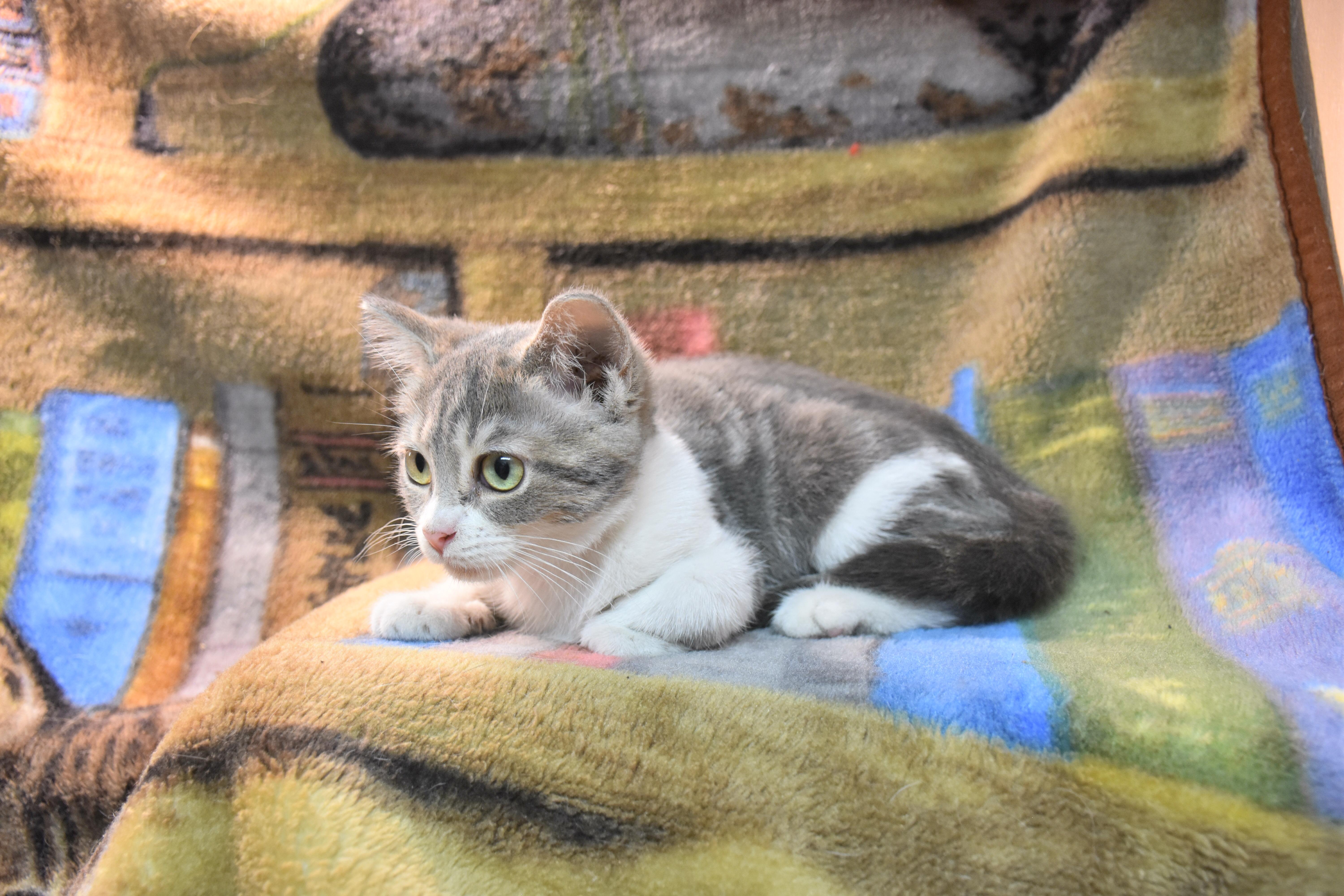 A baby small-sized female Gray & White Domestic Short Hair cat named Unity for adoption in North Judson, IN