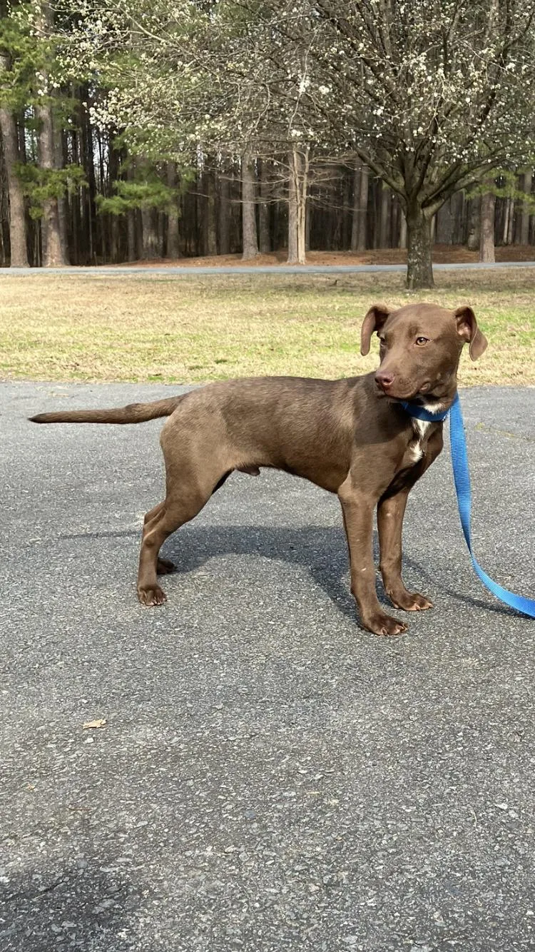 A baby medium-sized male Brown / Chocolate Labrador Retriever dog named Arty for adoption in Medfield, MA