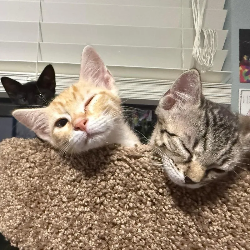 A baby small-sized male Orange / Red Domestic Short Hair cat named Goody Goody Gumdrop for adoption in Austin, TX