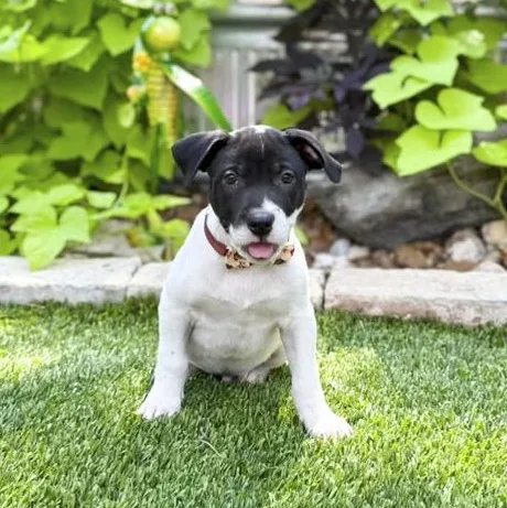 A baby medium-sized male Black Pit Bull Terrier dog named Humphrey for adoption in Southport, CT