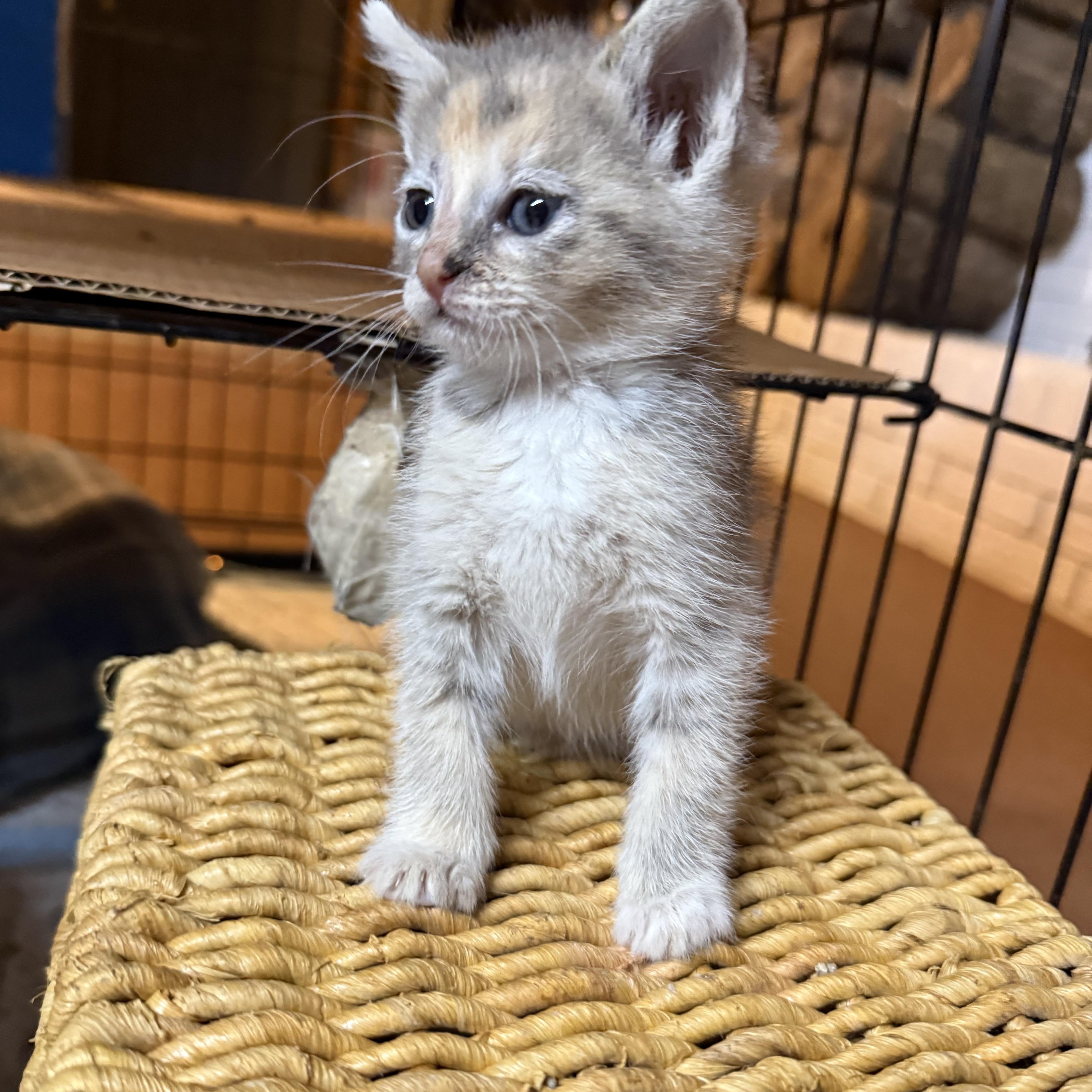 A young medium-sized female Dilute Tortoiseshell Domestic Medium Hair cat named Aries & Mars for adoption in Soddy Daisy, TN