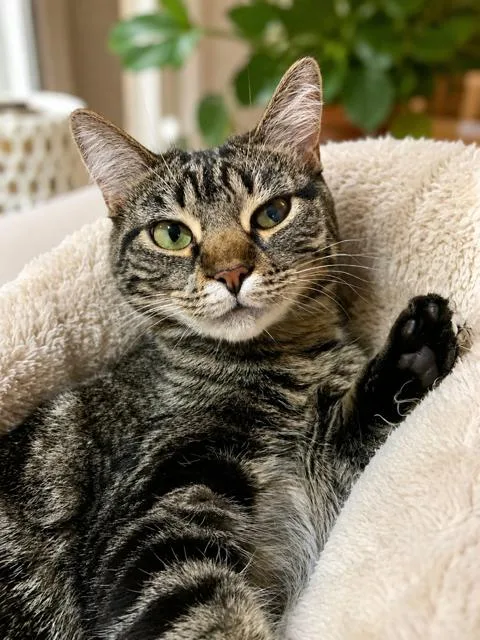 A young medium-sized female Brown / Chocolate Tabby cat named Baby Angie for adoption in Los Angeles, CA