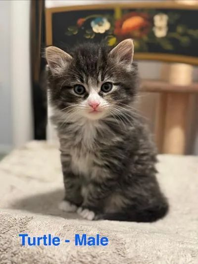 A baby medium-sized male Brown / Chocolate Tabby cat named Turtle for adoption in Staunton, VA
