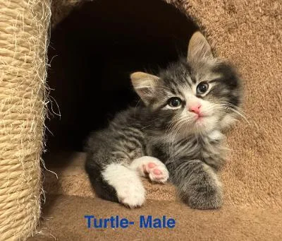 Turtle thumbnail 2
