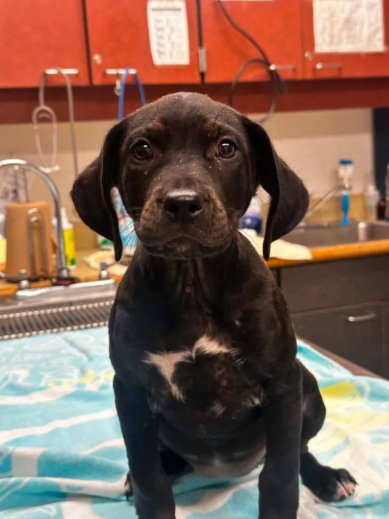 A young small-sized female Mixed Breed dog named Bella for adoption in Warrenton, NC