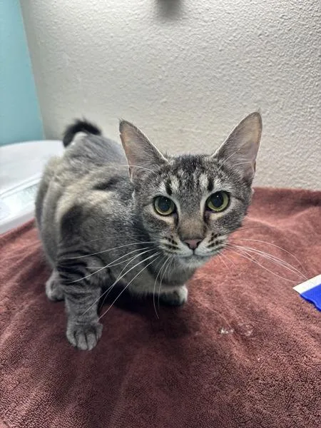A young small-sized female Domestic Medium Hair cat named Jade for adoption in Sherwood, OR