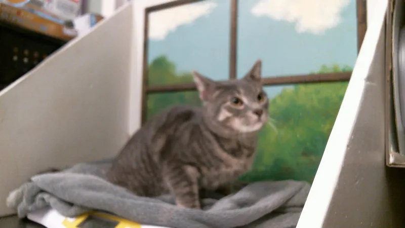 A young medium-sized male Domestic Short Hair cat named Billy for adoption in Houston, TX