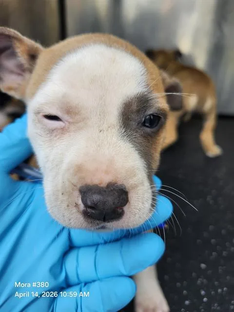 A baby small-sized female American Staffordshire Terrier dog named Wave for adoption in San Antonio, TX
