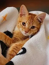An adult medium-sized female Tabby (Orange / Red) Domestic Short Hair cat named Naomi for adoption in Tampa, FL