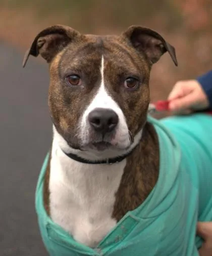 An adult large-sized female Mixed Breed dog named Stella for adoption in West Chester, PA