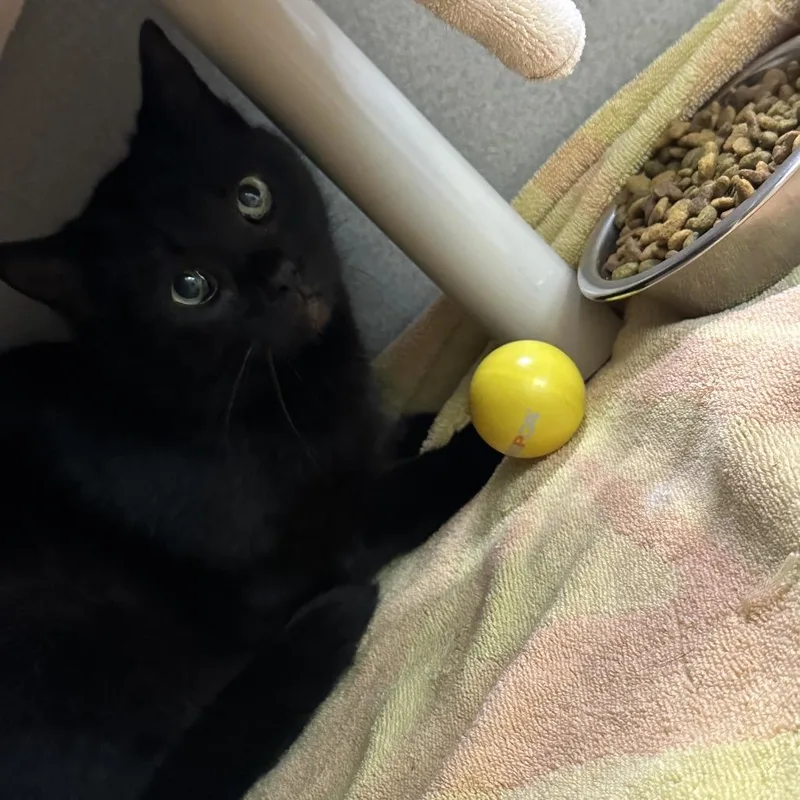 A young medium-sized female Black Domestic Short Hair cat named Zipline for adoption in Morganton, NC