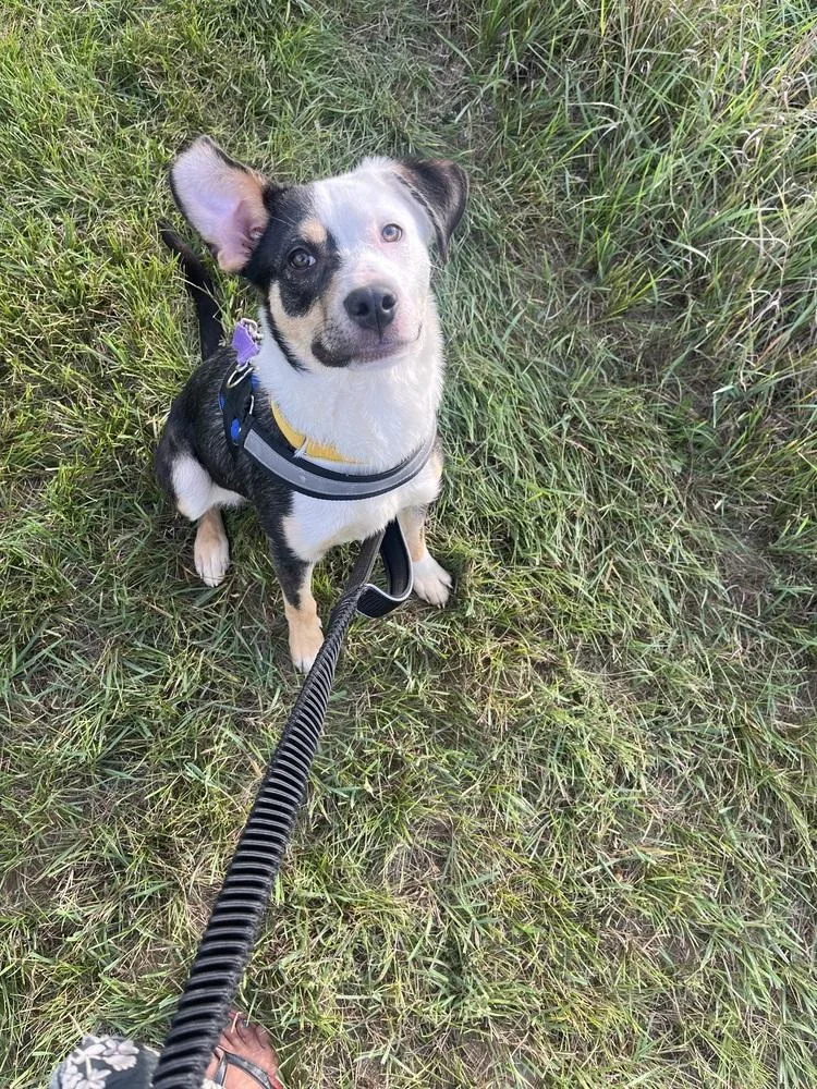 A baby medium-sized female Tricolor (Brown, Black, & White) Border Collie dog named Clover for adoption in Coldwater, MI