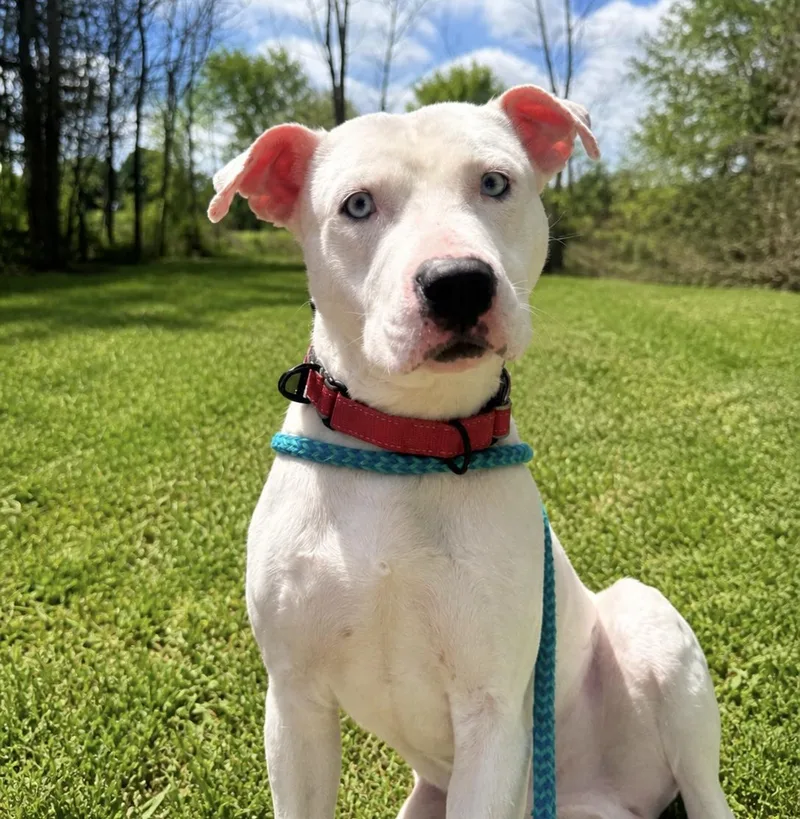 A young large-sized male White / Cream Pit Bull Terrier dog named Bentley for adoption in Dillsburg, PA