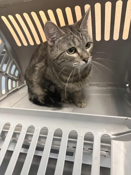 An adult small-sized female Domestic Short Hair cat named If  Dalaila for adoption in Lawrenceville, GA