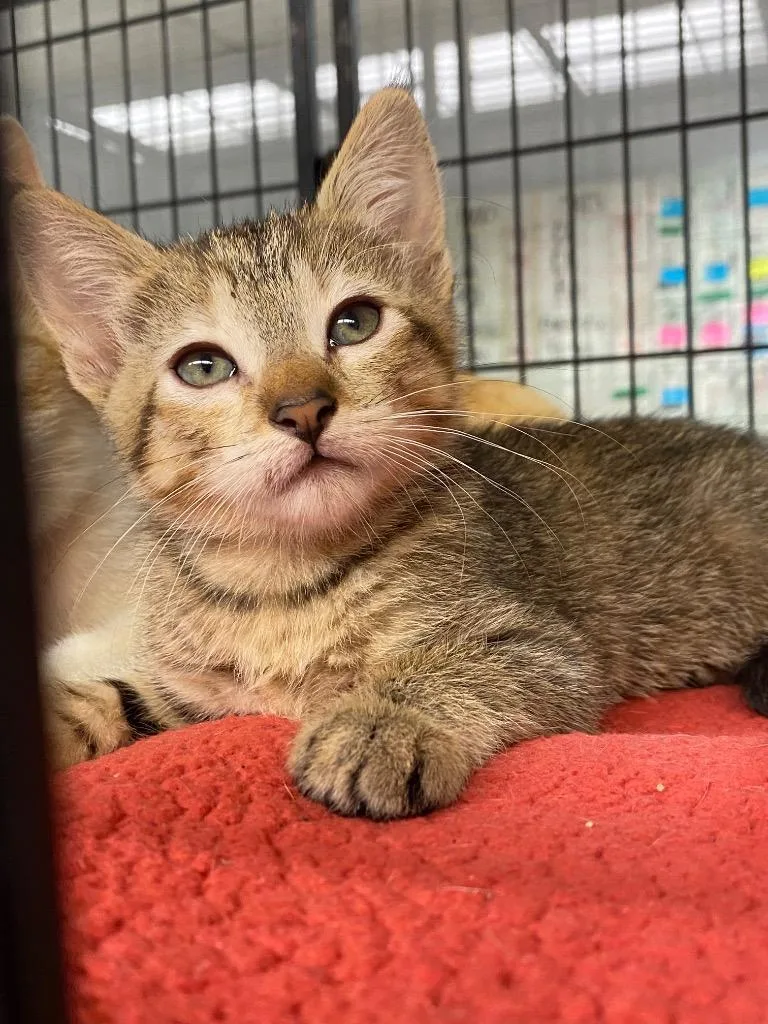 A baby large-sized female Domestic Short Hair cat named Aaliyah for adoption in Lockhart, TX