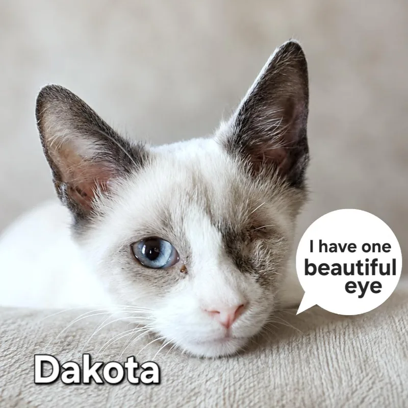 A baby medium-sized male Siamese cat named Dakota for adoption in Quincy, OH