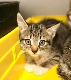 A baby small-sized female Tabby (Brown / Chocolate) Domestic Short Hair cat named Bonnie for adoption in Winter Haven, FL