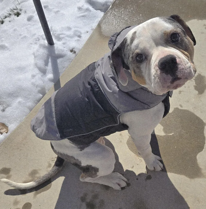 A young medium-sized male Tricolor (Brown, Black, & White) American Staffordshire Terrier dog named Rex for adoption in Alpharetta, GA