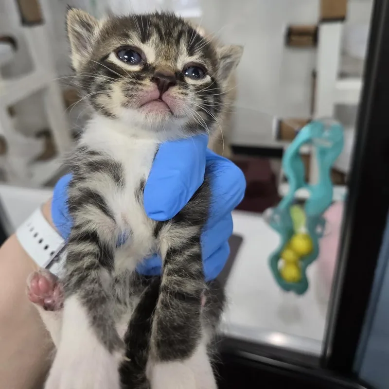 A baby small-sized female Brown / Chocolate Domestic Short Hair cat named Taylor for adoption in Newark, NJ