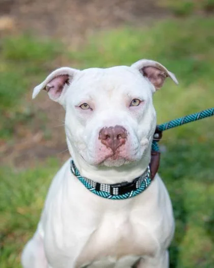 An adult large-sized female Mixed Breed dog named Jola for adoption in Chamblee, GA