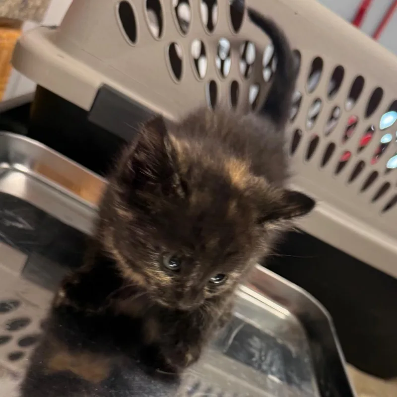 A baby small-sized female Black Domestic Medium Hair cat named Angel Reese for adoption in Carroll, IA