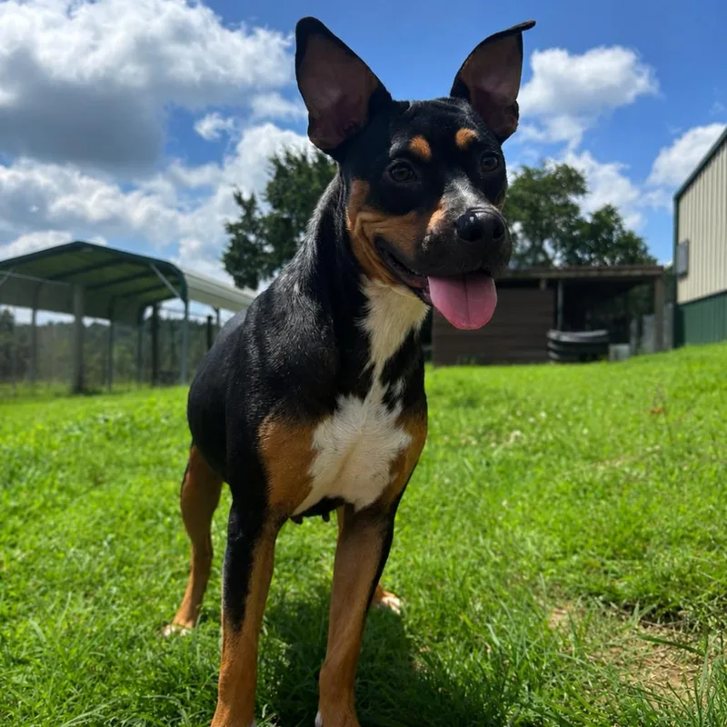 An adult medium-sized female Terrier dog named Iris for adoption in Dixon, KY